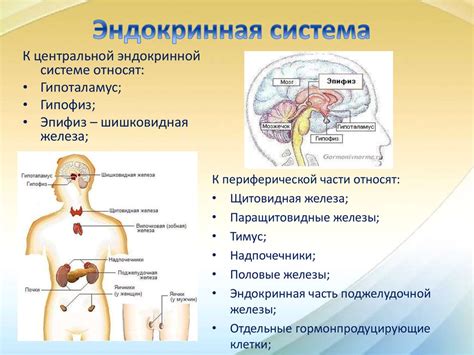 Железы эндокринной системы: как гормональные оркестры