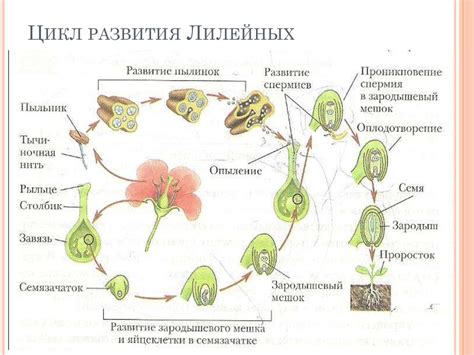 Жизненный цикл мирмексов