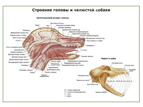 Завершение и сохранение создания головы собаки