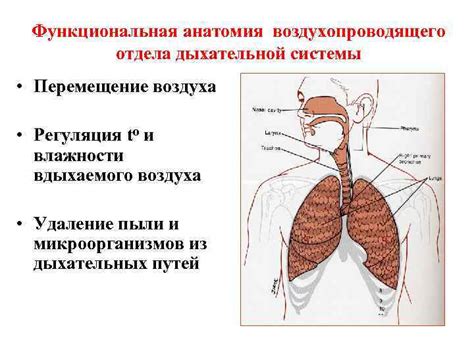 Защита органов чувств и дыхательной системы