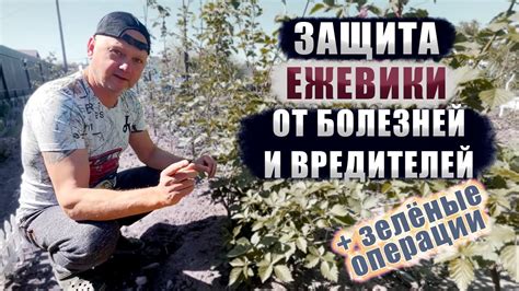 Защита улья от паразитов и болезней