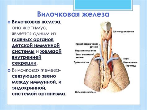 Здоровая вилочковая железа: важность и поддержание