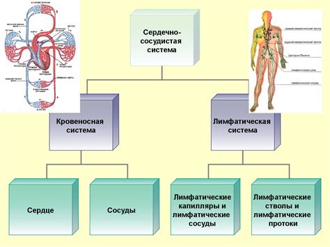 Значение железа для кровеносной системы