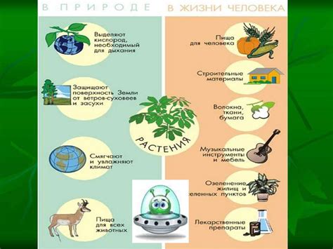 Значение металлического компонента хлорофилла для растений и животных