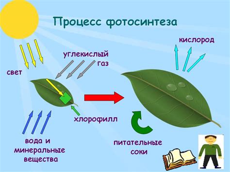 Значение металлов для фотосинтеза