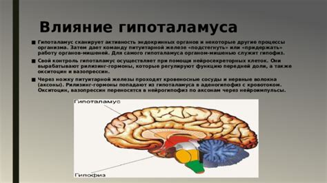 Значение нейросекреторных клеток гипоталамуса для общей адаптации организма