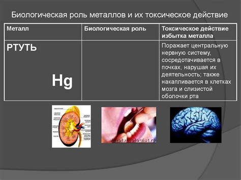 Значение фильтрации металлов для здоровья человека