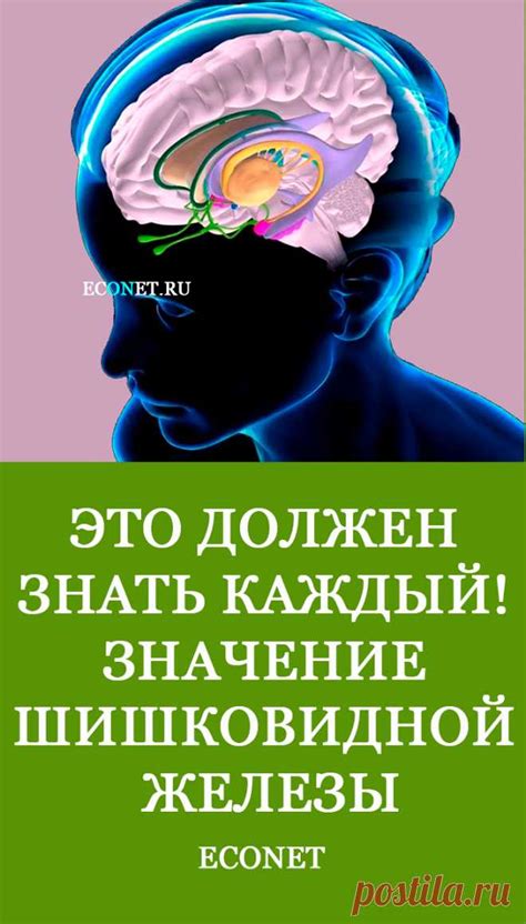 Значение шишковидной железы для гормонального равновесия