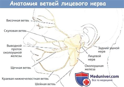 Значимость лицевого нерва в передаче сигналов от околоушной железы