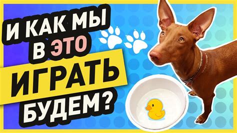 Игры и развлечения с собакой