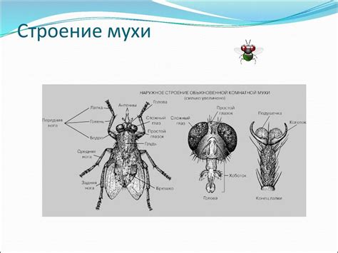 Изготовление лап и глаз