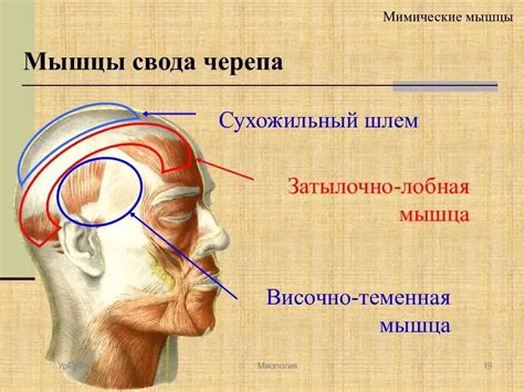 Изменение внешнего вида головы