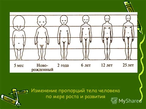 Изменение пропорций тела – несколько рабочих способов