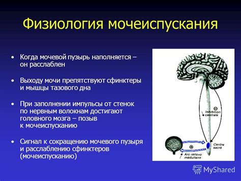 Изменение режима питья: контроль над мочеиспусканием