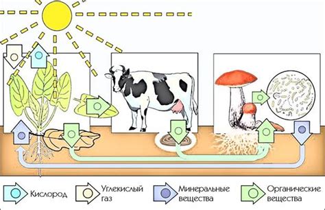 Изменения в экосистеме и флоре