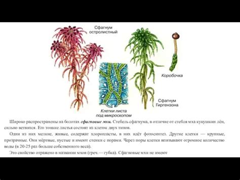 Изучение биомов для поиска мха