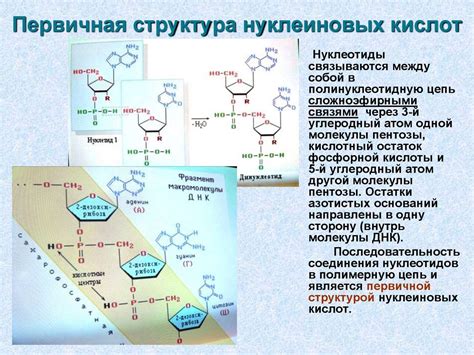 Изучение структуры и функций нуклеиновых кислот