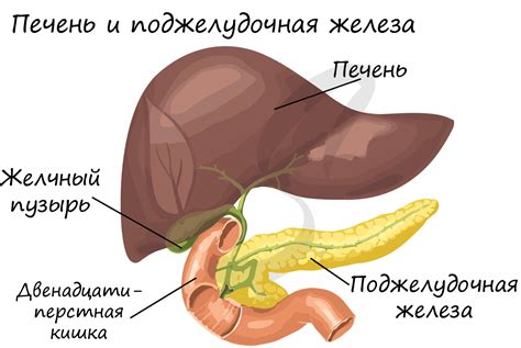 Иннервирующих подъязычную слюнную железу