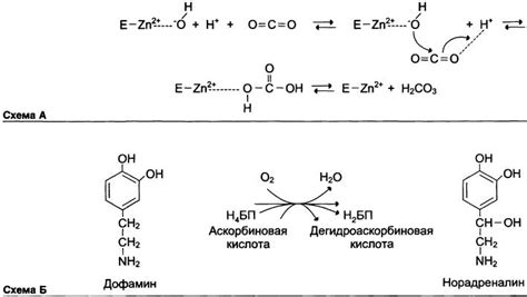 Ионы металлов в качестве активных центров ферментов