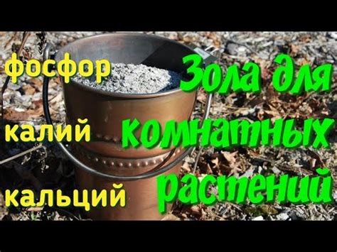 Использование золы для улучшения питания грибных коров