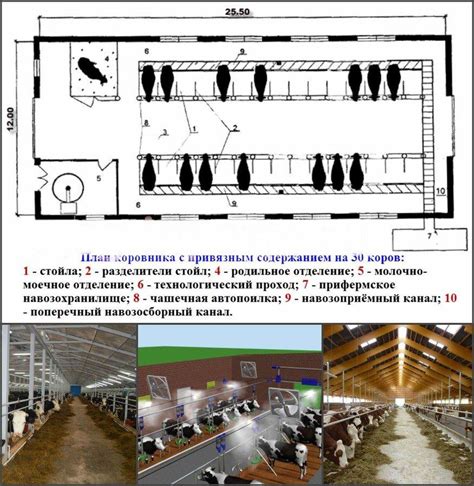 Использование коровника для привлечения коров