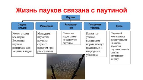 Использование паутины в рецептах