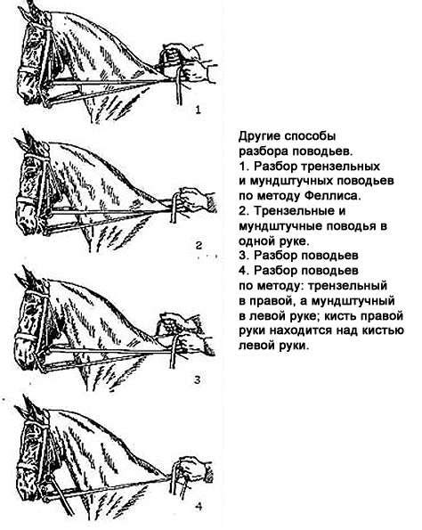 Использование поводьев с животными