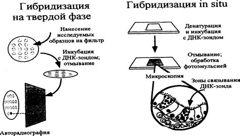 Использование серебряного лака в медицине