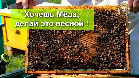 Используйте блоки мёда, чтобы привлечь пчёл