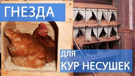 Используйте привлекательные наживки для кур