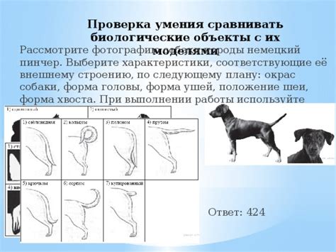 Используйте привязку собаки