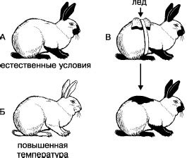 Исследование на примере кролика