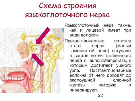 Исследование роли парасимпатических нейронов в функционировании околоушной слюнной железы