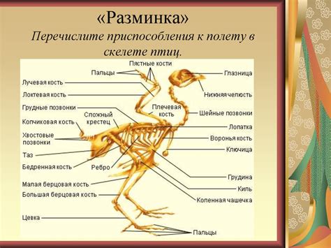 Исследование систем органов и их функций