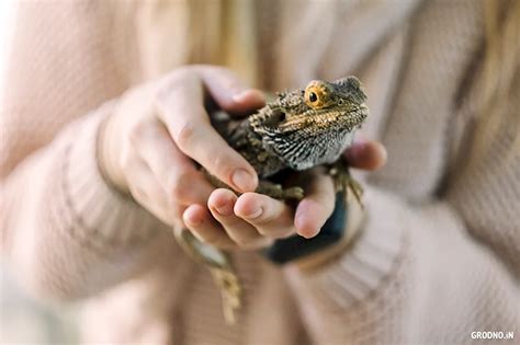 Истоки праздника День рептилий