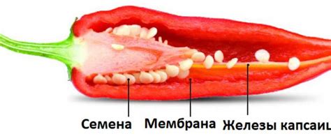 История использования перцев в кулинарии времен Александра Сергеевича