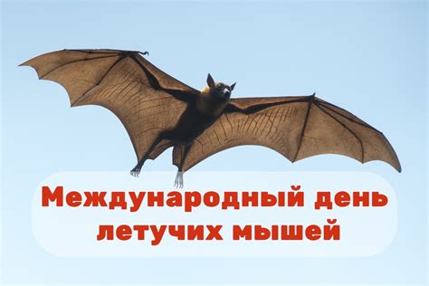 История праздника "Международный день летучих мышей"