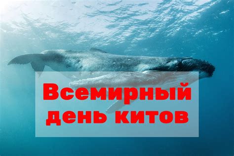 История праздника Всемирный день китов