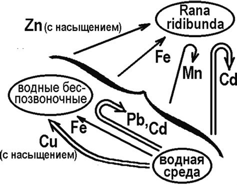 Источники тяжелых металлов в пищевой цепи