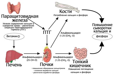 Какие гормоны отвечают за работу паращитовидной железы