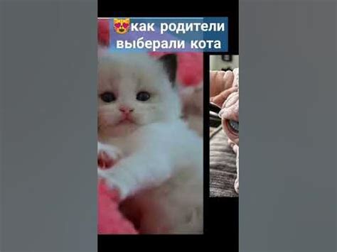 Какие котики нравятся подросткам?