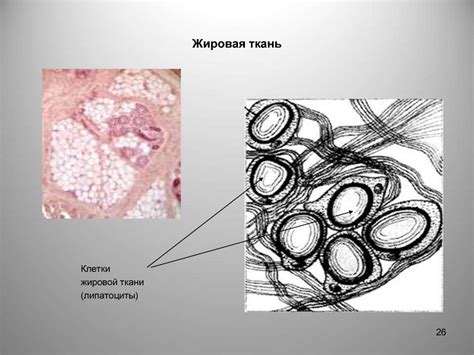 Какие ткани образуют железу