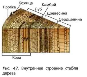 Каково происхождение необычного дерева?