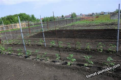 Как выбрать подходящую композитную арматуру для подвязки помидор