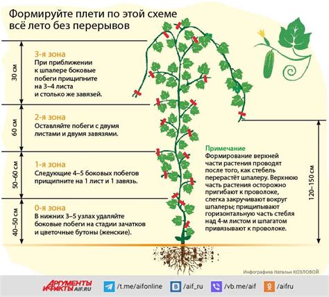 Как вырастить искаженный стебель