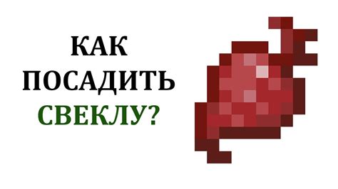 Как выращивать свеклу в Minecraft