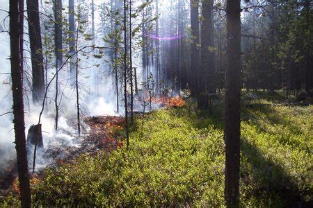 Как избежать пожара в лесу в Майнкрафт