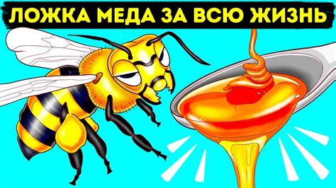 Как использовать мед и другие продукты пчел