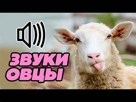 Как использовать самые смешные звуки овцы в игре