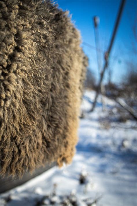 Как использовать шерсть барана для создания предметов